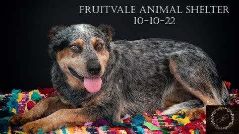 fruitvale animal shelter|tehachapi animal shelter.